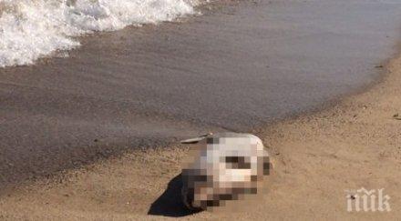 труп мъртво делфинче изхвърли морето златни пясъци