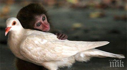 светът отбелязва международния ден мира