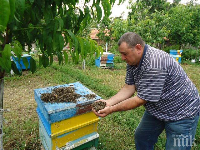 Инициатива за опазване на пчелите! 1 000 000 кошера по целия свят