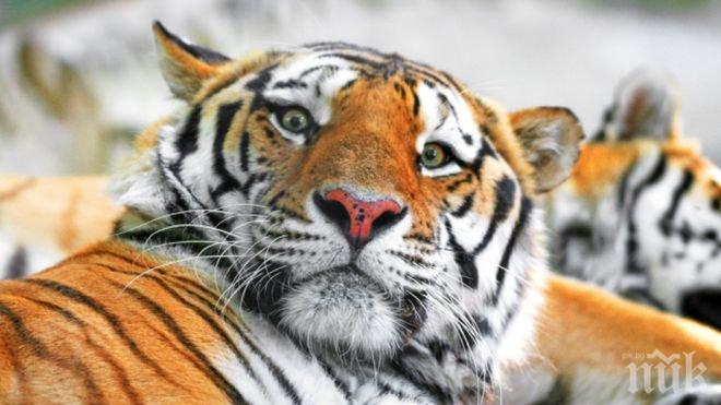 Трагедия! Служителка на зоопарк загина при нападение на тигър