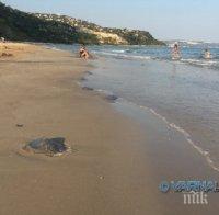 Туристите в Албена в шаш! Гигантски медузи превзеха плажа (снимки)