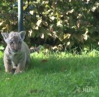 Откриха изоставено тигърче в Германия