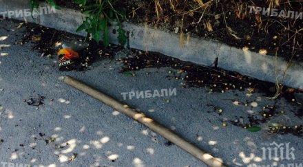 мъж пострада схватка събирачи орехи