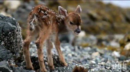 бебе еленче новото попълнение варненския зоопарк