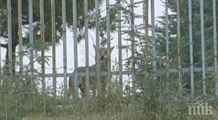 продължават опитите залавянето избягалата вълчица лупи