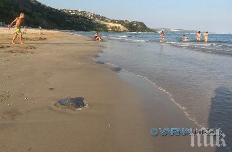 Туристите в Албена в шаш! Гигантски медузи превзеха плажа (снимки)