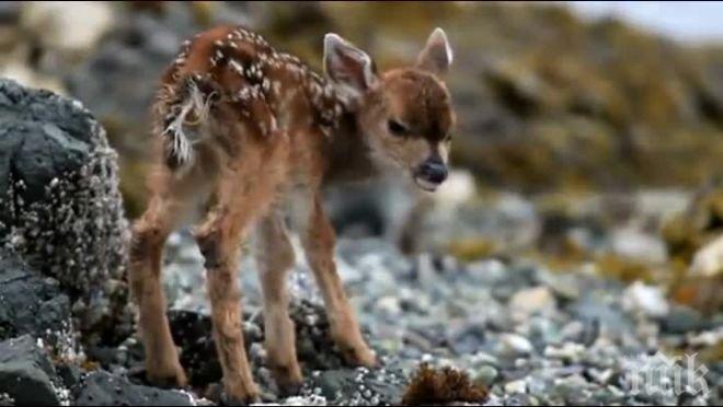 Бебе еленче е новото попълнение на варненския зоопарк
