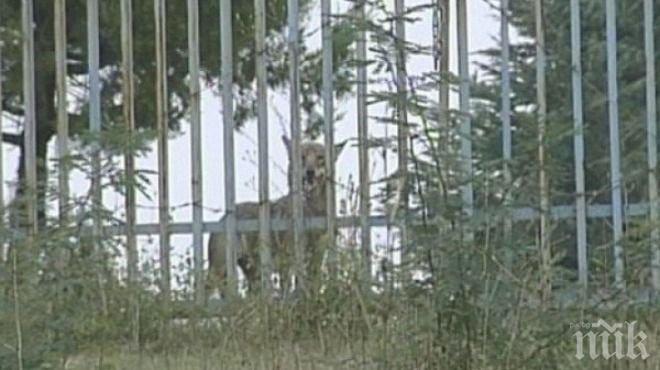 Продължават опитите за залавянето на избягалата вълчица Лупи
