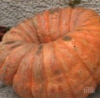 Баба от Земенско отгледа тиква-рекордьорка