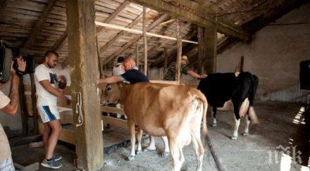 българки страхуват една рускиня фермата