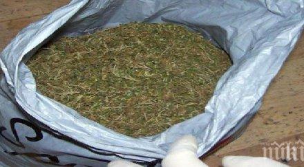 близо канабис откриха частен дом петрич