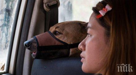 една жена пожертва всичко името бездомните кучета история покрай можеш преминеш