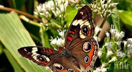 пеперуди крадат гените оси станат издръжливи болести