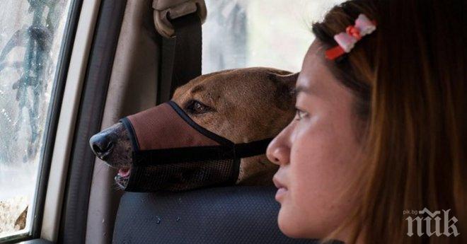 Една жена пожертва всичко, което има в името на бездомните кучета. История, покрай която не можеш да преминеш...