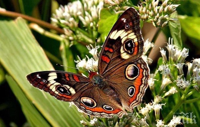 Пеперуди крадат гените на оси, за да станат по издръжливи на болести