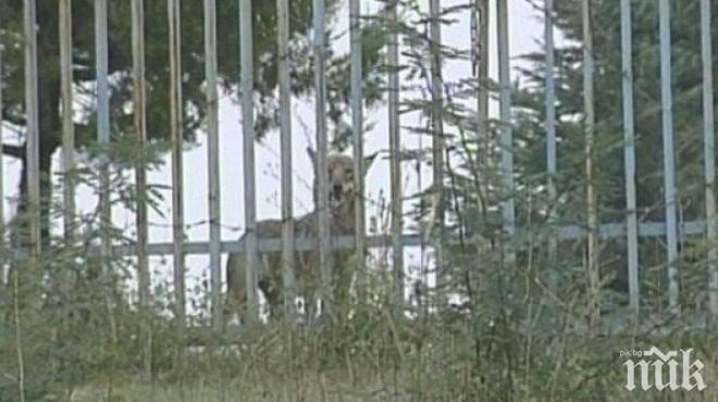 Вълчицата Лупи била на свобода 11 дни