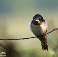 Не хранете птиците в парковете - обърквате миграцията им
