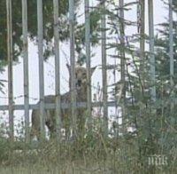 Шести ден не успяват да хванат вълчицата Лупи, която избяга от клетката си в благоевградския зоопарк
