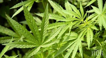 задържаха мъж отглеждал наркотици първомай