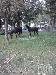 коне разхождат свободно парк враца снимки