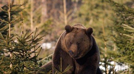 издадоха разрешително отстрел мечката нападнала човек село беден