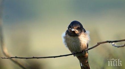 хранете птиците парковете обърквате миграцията