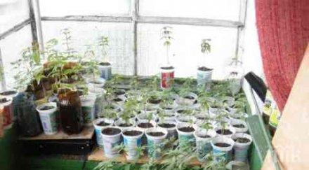 гдбоп разби модерна оранжерия отглеждане марихуана