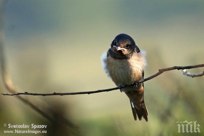 Не хранете птиците в парковете - обърквате миграцията им