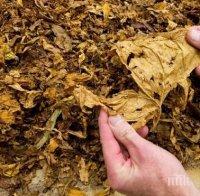 Откриха 5.900 кг безакцизен тютюн в Оряхово