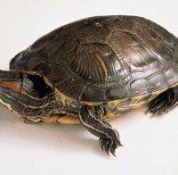 Арестувана е американка за яздене на морска костенурка