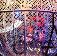 Създават цирково училище в България?