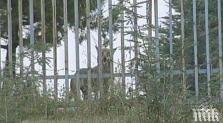 седми ден вълчицата лупи все свобода