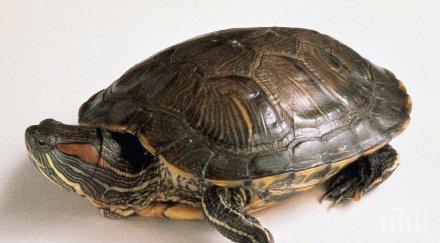 арестувана американка яздене морска костенурка