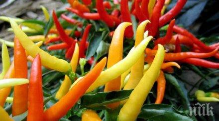 чушките поевтиняха близо седмица