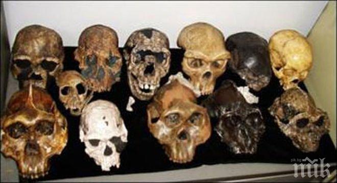 Фосили на два милиона години показват как са чували предшествениците на човека