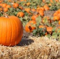 ЕС ни дава пари за отглеждане на тикви