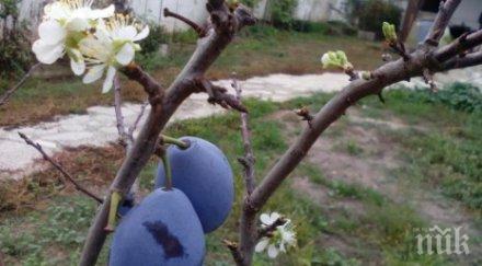 рядък феномен варна иде люта зима снимки