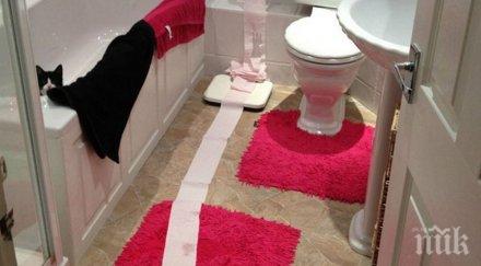 тотално различни снимки обединени въпроса абе котката