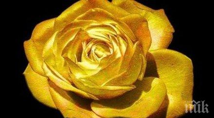 октомври започва ият фестивал българското игрално кино златна роза 2015