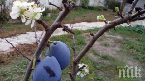 Рядък феномен във Варна! Иде ли люта зима?! (снимки)