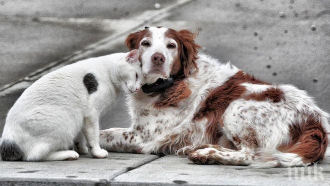 Защитници на животните стягат протест във Варна