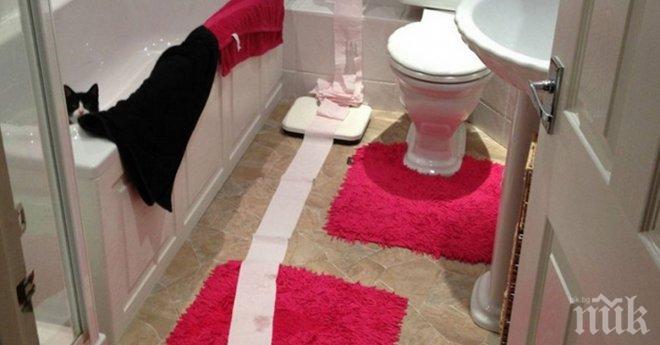 Тотално различни снимки обединени от въпроса: Абе, къде е котката?!