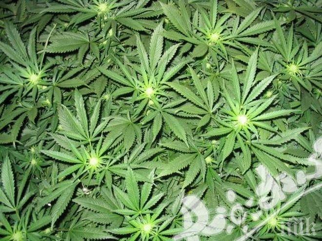 Гаджета от Варна се озоваха в ареста заради марихуана