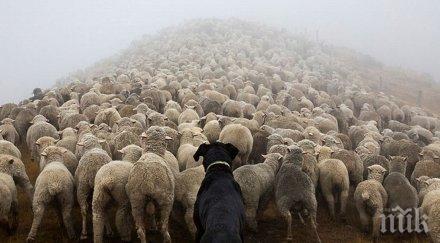 kуче рила пипна бруцелоза