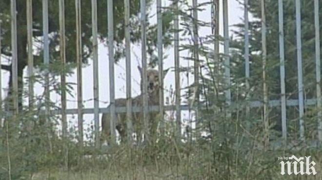 Крият вълчицата Лупи зад по-висок дувар
