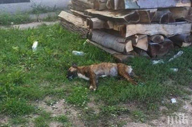 Паника в пазарджишки квартал! Трупове на кучета осеяха улиците
