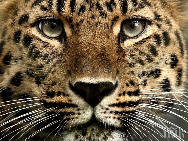 Жаден леопард заклещи главата си в гърне (видео)