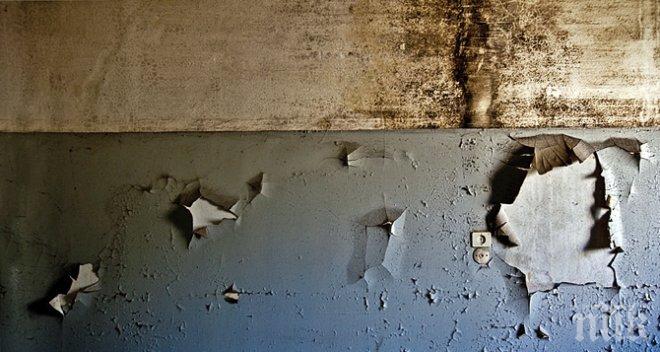 Първо в ПИК и Час Пик! Мухъл-мутант ни трови в панелките - плесента еволюирала като грипа, тръшка с алергии и мигрена