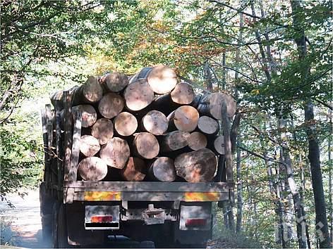 Срещу крадци и бракониери! Маркират дървесина с пластини
