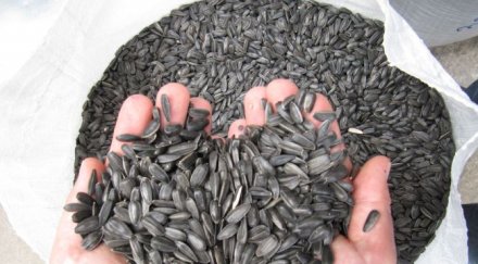 осъдиха трима кражба семки